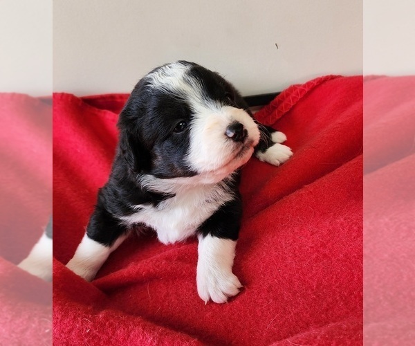 Medium Photo #5  Breeder Profile in HUNTSVILLE, AL, USA