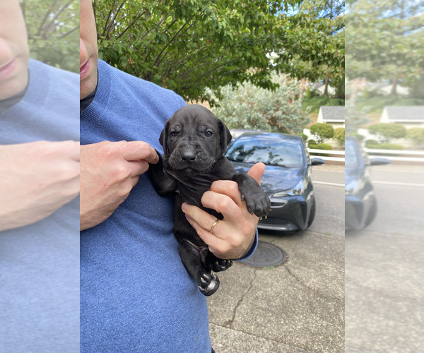Medium Photo #2  Breeder Profile in LAKE OSWEGO, OR, USA