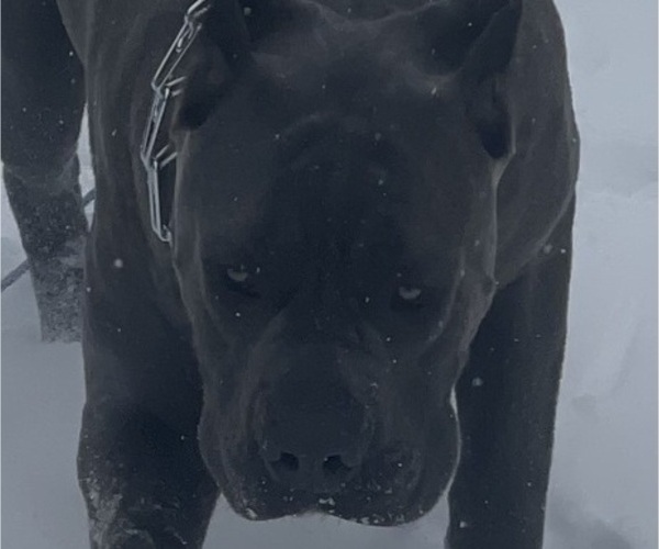 Medium Photo #1  Breeder Profile in WHITE HOUSE, TN, USA