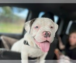Small #1 Breeder Profile image