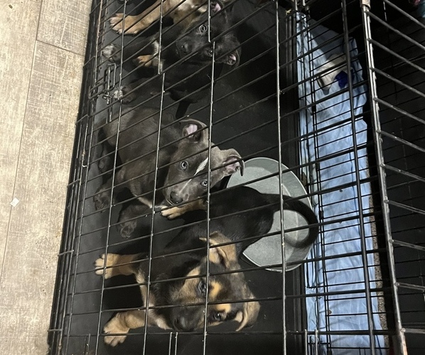 Medium Photo #1  Breeder Profile in COLUMBIA, SC, USA