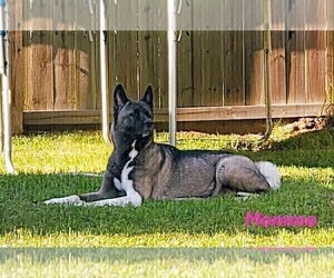 Akita Dog Breeder in VIDOR,  USA