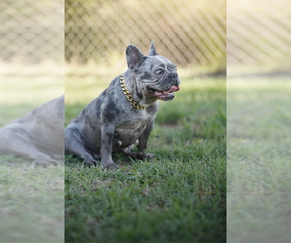 Medium Photo #1  Breeder Profile in SAN DIEGO, CA, USA