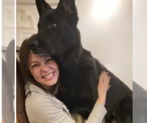 German Shepherd Dog Dog Breeder near BUCYRUS, KS, USA