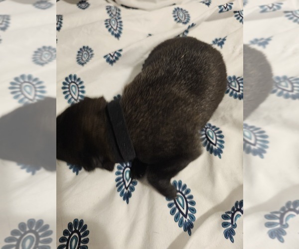 Medium Photo #12  Breeder Profile in SHICKSHINNY, PA, USA