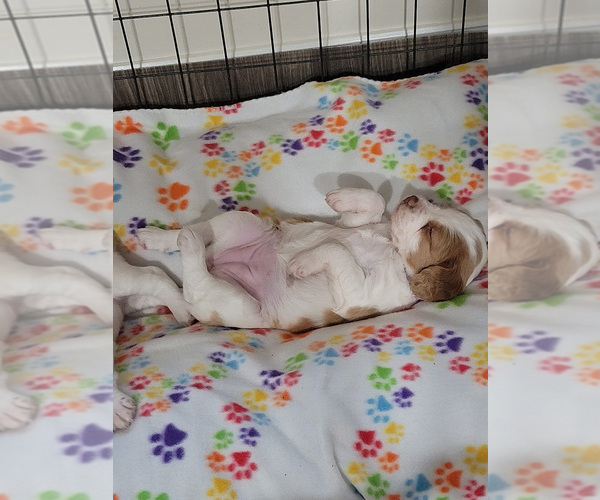 Medium Photo #29  Breeder Profile in HORTENSE, GA, USA