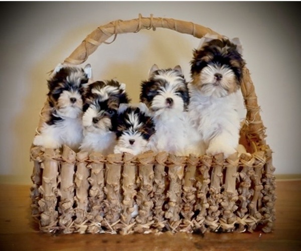 Medium Photo #2  Breeder Profile in PLANO, TX, USA