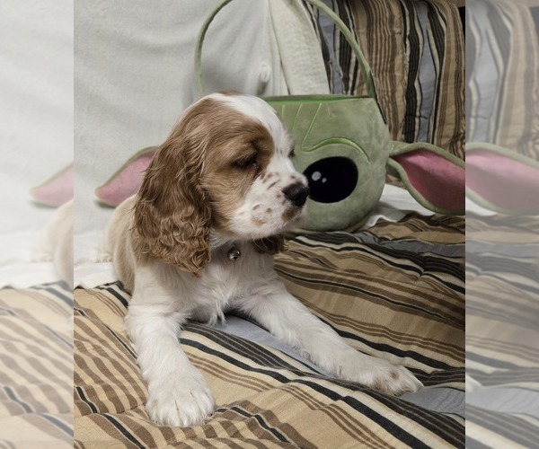 Medium Photo #11  Breeder Profile in HOLYOKE, MA, USA
