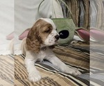 Small #10 Breeder Profile image