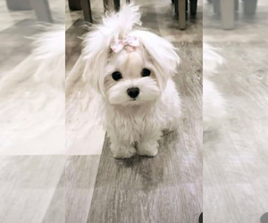 Medium Breeder Profile Photo