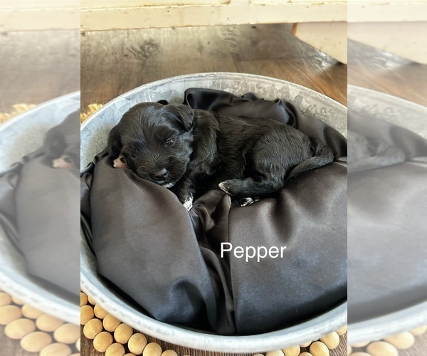 Medium Photo #2  Breeder Profile in ORCHARDS, WA, USA