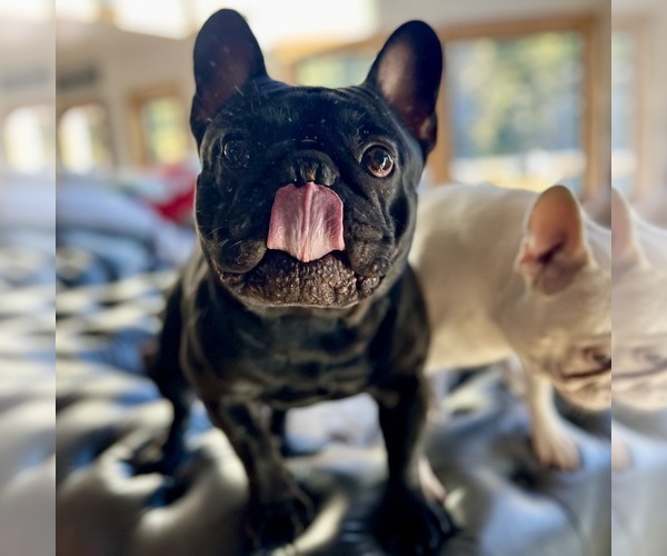Medium Photo #40  Breeder Profile in KALISPELL, MT, USA