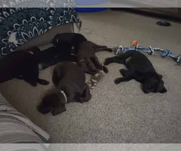 Medium Photo #10  Breeder Profile in COEUR D ALENE, ID, USA