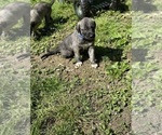 Small #4 Breeder Profile image