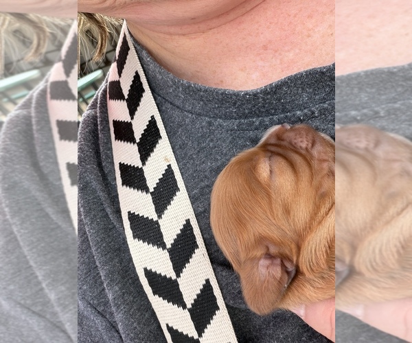 Medium Photo #18  Breeder Profile in WAXAHACHIE, TX, USA