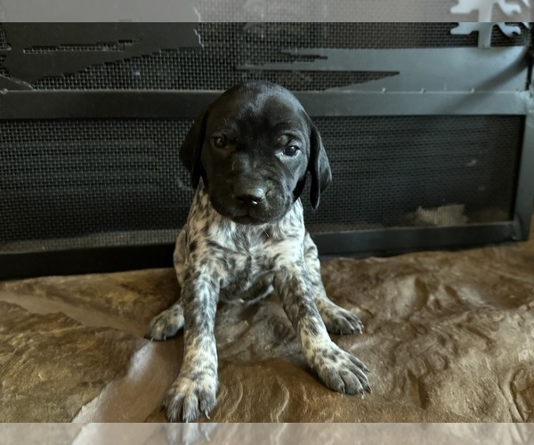 Medium Photo #5  Breeder Profile in BOONVILLE, IN, USA
