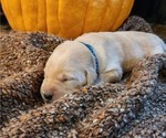 Small #8 Breeder Profile image