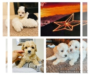 Maltipoo (Miniature) Dog Breeder near EL PASO, TX, USA