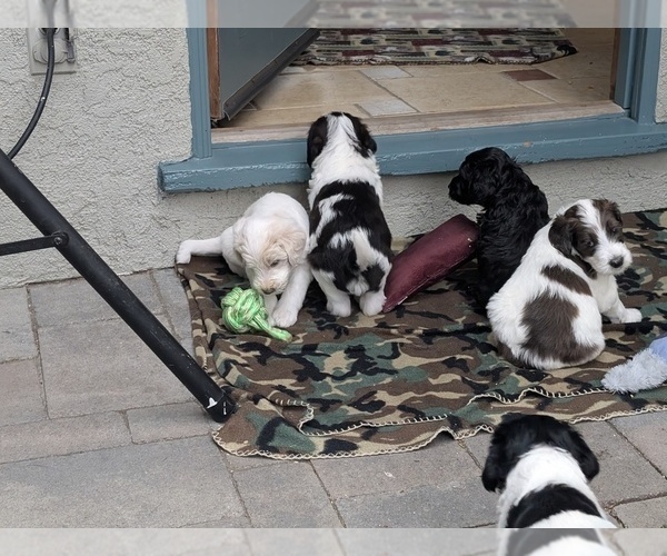 Medium Photo #4  Breeder Profile in CHULA VISTA, CA, USA
