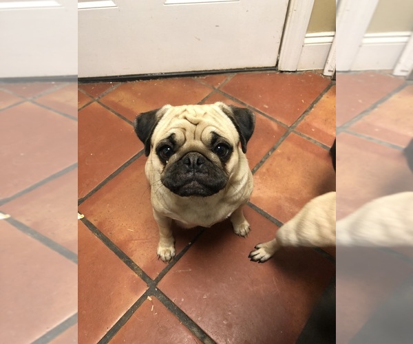 Medium Photo #1  Breeder Profile in ALPHARETTA, GA, USA