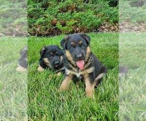 German Shepherd Dog Dog Breeder near HARRISONBURG, VA, USA