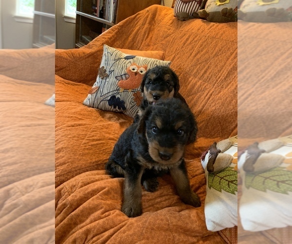 Medium Photo #9  Breeder Profile in GALT, CA, USA