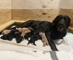 Small #2 Breeder Profile image