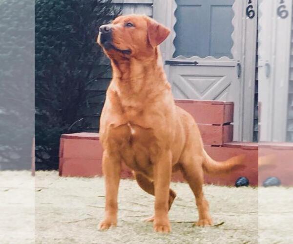 Medium Photo #13  Breeder Profile in ACUSHNET, MA, USA