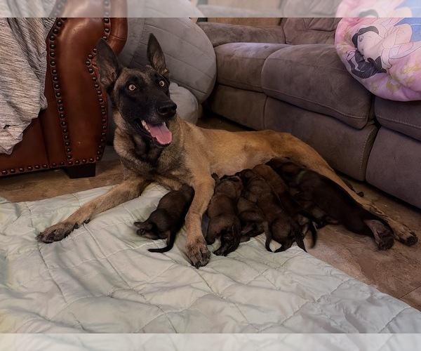 Medium Photo #3  Breeder Profile in PLANT CITY, FL, USA