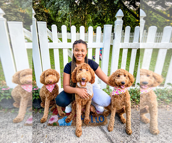 Medium Photo #11  Breeder Profile in JACKSONVILLE, FL, USA