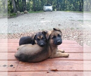 German Shepherd Dog Dog Breeder near MOBERLY, MO, USA