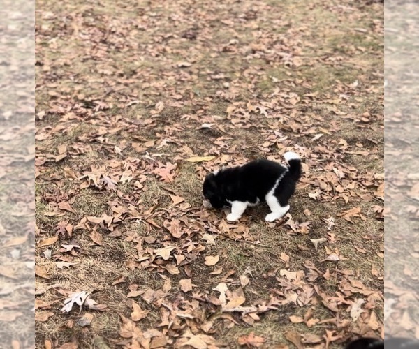Medium Photo #26  Breeder Profile in MCDONOUGH, GA, USA
