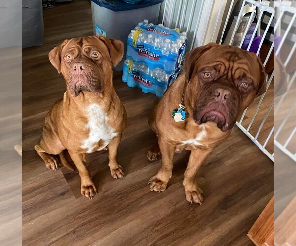 Medium Photo #1  Breeder Profile in DERRY, NH, USA
