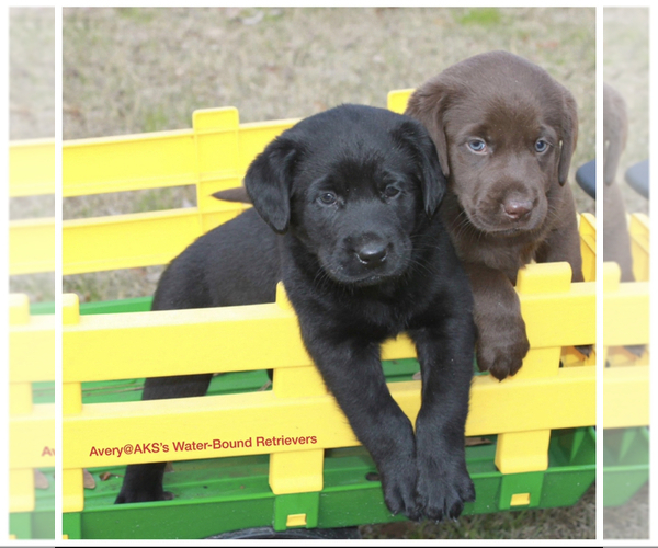 Medium Photo #22  Breeder Profile in NEWPORT, NC, USA