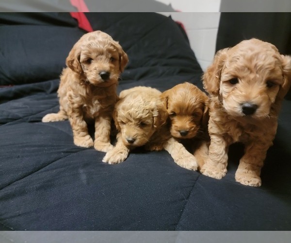 Medium Photo #5  Breeder Profile in BAKERSFIELD, CA, USA