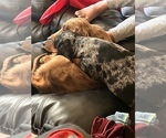 Small breeder photo