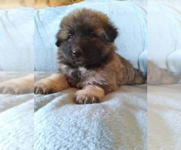 Medium Photo #1  Breeder Profile in YUCCA VALLEY, CA, USA