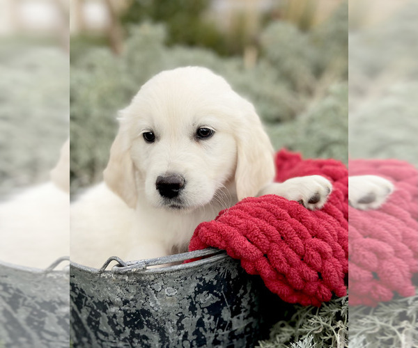 Medium Photo #5  Breeder Profile in PAYSON, UT, USA