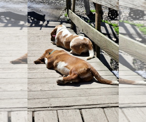 Medium Photo #1  Breeder Profile in BLOOMSBURG, PA, USA