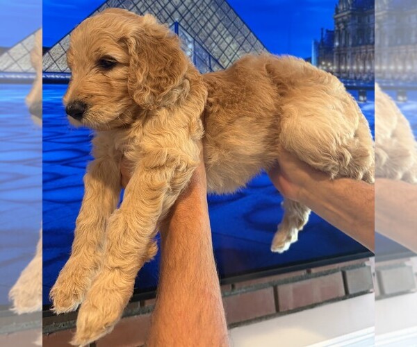 Medium Photo #6  Breeder Profile in FOUNTAIN VALLEY, CA, USA