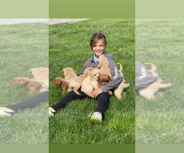 Medium Photo #1  Breeder Profile in GLENMOORE, PA, USA