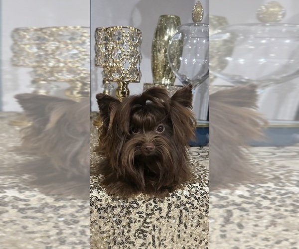 Medium Photo #1  Breeder Profile in EDINBURG, TX, USA