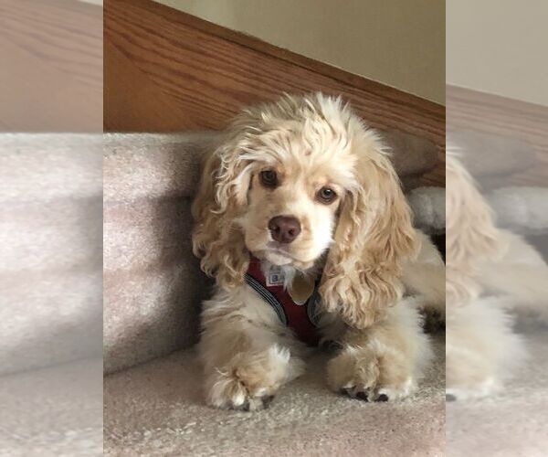 Medium Photo #35  Breeder Profile in Aylmer, Ontario, Canada