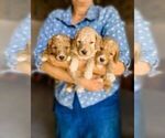 Small #11 Breeder Profile image