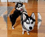 Small #26 Breeder Profile image