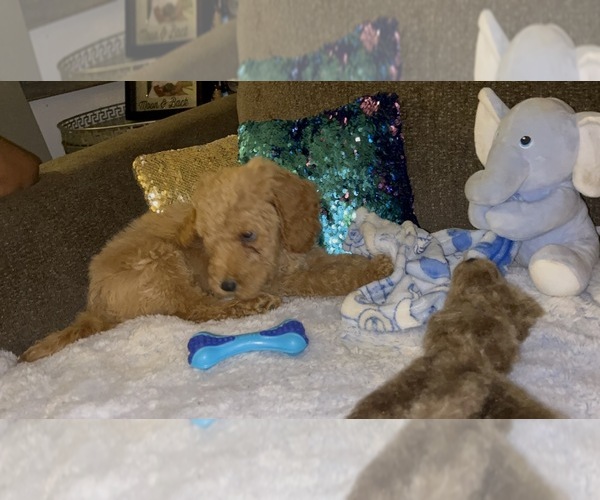 Medium Photo #5  Breeder Profile in RANDALLSTOWN, MD, USA