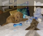 Small #4 Breeder Profile image
