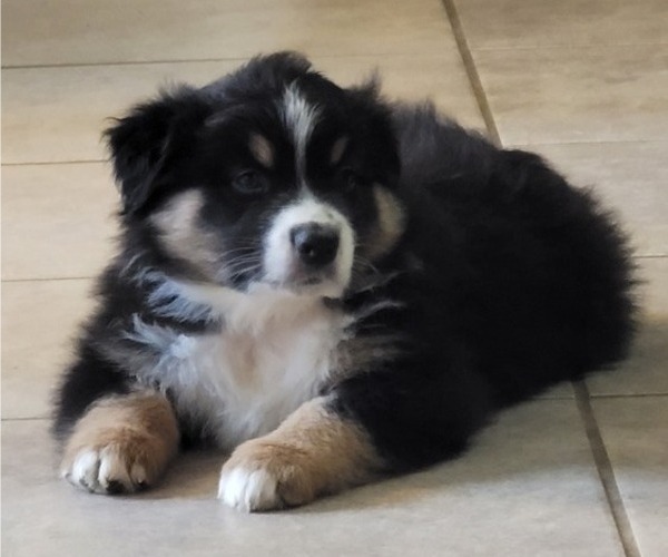 Medium Photo #1  Breeder Profile in ARDMORE, AL, USA