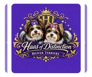 Biewer Terrier-Biewer Yorkie Mix Dog Breeder near PLANO, TX, USA