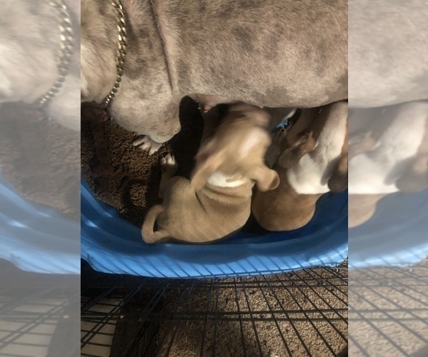 Medium Photo #1  Breeder Profile in MARIETTA, GA, USA